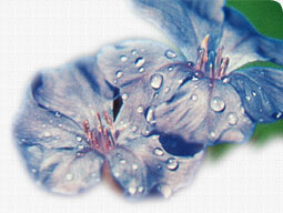 Praxis für Naturheilkunde - Martina Lesch - Heilpraktikerin