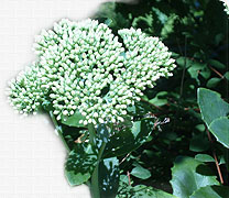 Praxis für Naturheilkunde - Martina Lesch - Heilpraktikerin