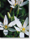 Star of Bethlehem