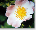 Wild Rose